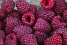 raspberries