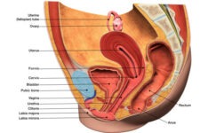 a 3D digital sagittal image of a female reproductive system