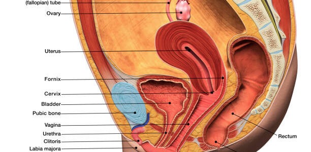 a 3D digital sagittal image of a female reproductive system