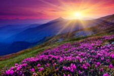 pink rhododendron flowers on summer mountain. Carpathian, Ukraine