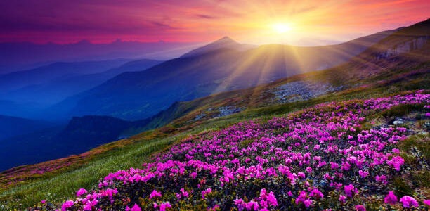 pink rhododendron flowers on summer mountain. Carpathian, Ukraine